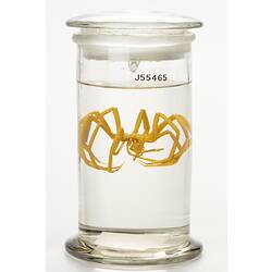 Sea spider wet specimen in glass jar.