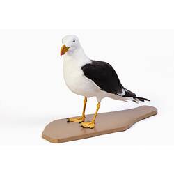 Black and white gull specimen mounted on a sandy base.