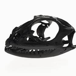 Black glossy lizard skull.