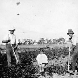 Negative - Digging Potatoes, Closer Settlement Act Farm, Yannathan, Victoria, 1930