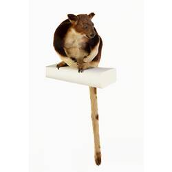 Mounted tree kangaroo specimen with brown and cream fur, with long tail hanging down.