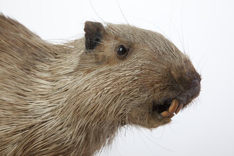 Detail of Sun Porcupine specimen head.