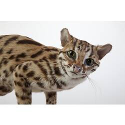 Close up of Leopard Cat specimen's face.