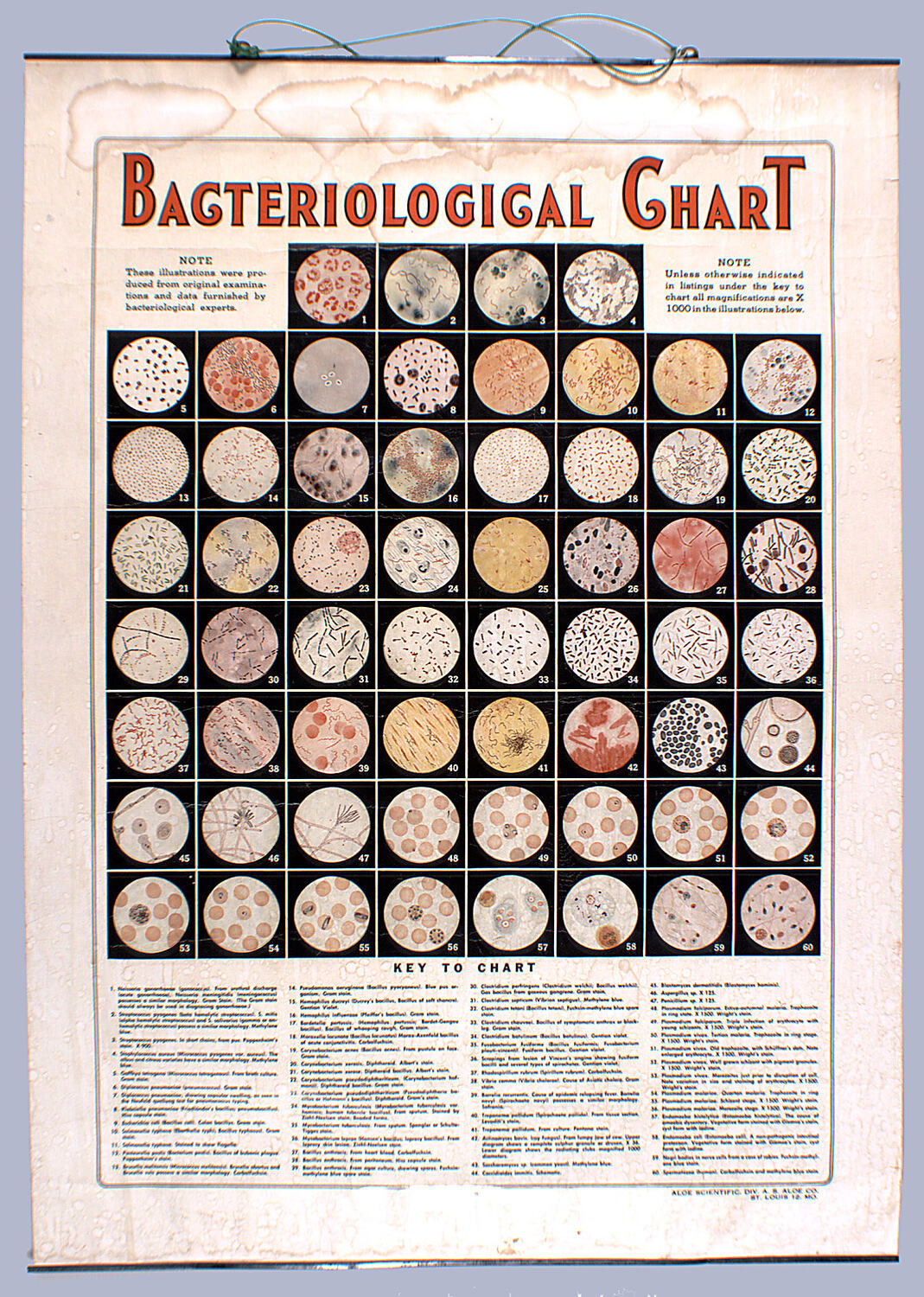 Wall Chart Bacteriological Chart, Aloe Scientific, circa 1930