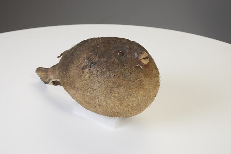 Round, brown fish with short curved beak and short spines all over its body.