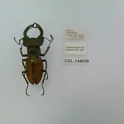 Shiny black beetle specimen with large mandibles, pinned next to text labels.
