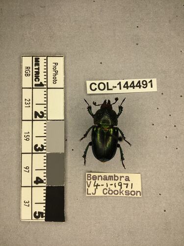 Shiny brown beetle specimen with large mandibles, pinned next to text labels.