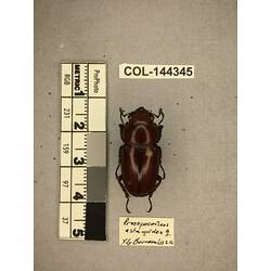 Dorsal view of pinned beetle specimen with labels.