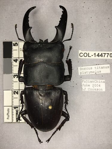 Shiny brown beetle specimen with large mandibles, pinned next to text labels.
