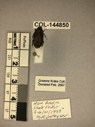 Shiny brown beetle specimen with large mandibles, pinned next to text labels.