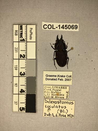 Shiny brown beetle specimen with large mandibles, pinned next to text labels.