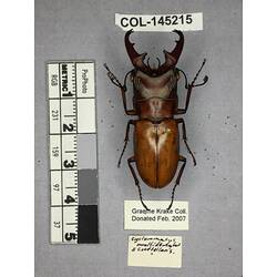 Dorsal view of pinned beetle specimen with labels.