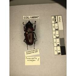 Dorsal view of pinned beetle specimen with labels.