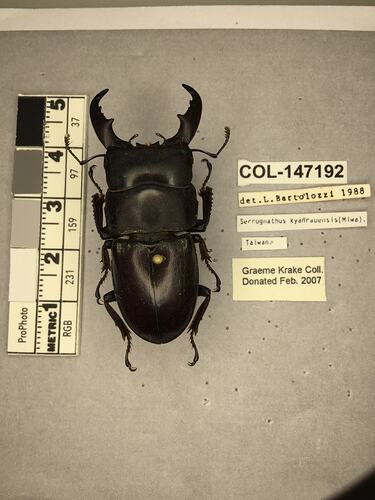 Shiny brown beetle specimen with large mandibles, pinned next to text labels.