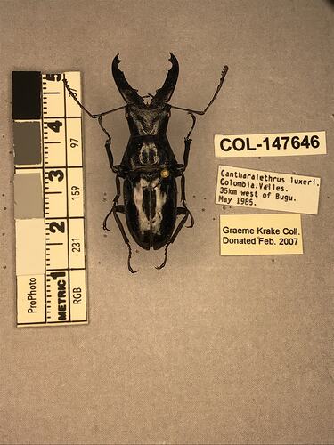 Shiny brown beetle specimen with large mandibles, pinned next to text labels.