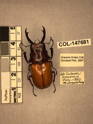 Dorsal view of pinned beetle specimen with labels.