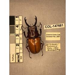 Dorsal view of pinned beetle specimen with labels.