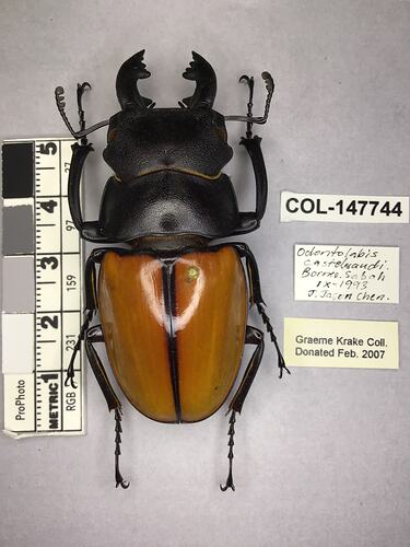 Shiny brown beetle specimen with large mandibles, pinned next to text labels.