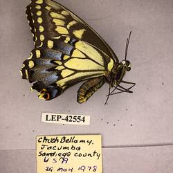 Side view of black and yellow pinned butterfly specimen with labels.
