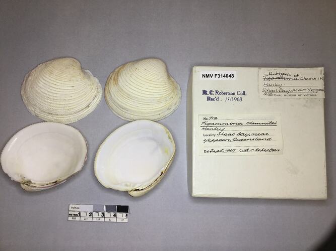 Dry Venus Clam shells beside labels.