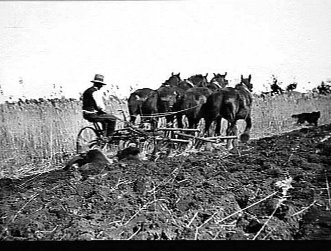 NOS 1, 2, 3 & 4. SUNREED PLOUGHING IN TALL REEDS ON MR. A. WAKENSHAW'S FARM, MODELLA VIA LONGWARRY. AUG 1929.