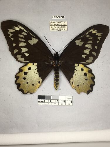 Pinned butterfly specimen beside label.
