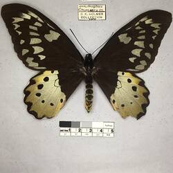 Pinned butterfly specimen beside label.