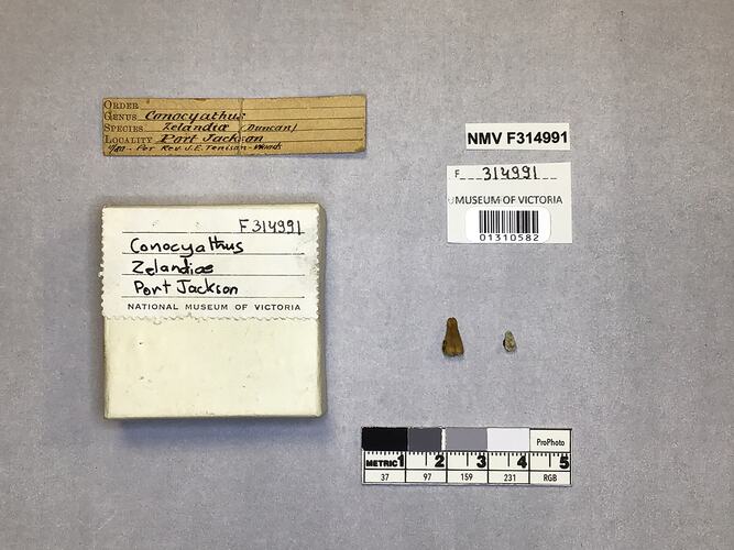 Dry stony coral specimen beside labels.