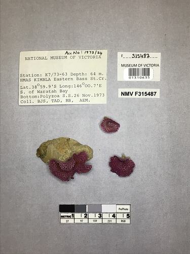 Dry stony coral specimens beside labels.