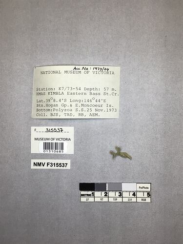 Dry stony coral specimen beside labels.