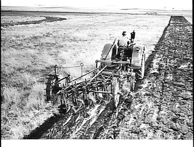 PLOUGHING PASTURE LAND COVERED WITH VERY HIGH, DRY GRASS, AT WILLAURA, VIC., WITH A 7-FURROW SUNRISE STUMP-JUMP MOULDBOARD PLOUGH FITTED WITH AUTOMATIC LIFT AND DRAWN BY A SUNSHINE MASSEY HARRIS TRACTOR. MAY 1948.