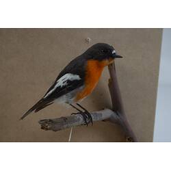 <em>Petroica phoenicea</em>, Flame Robin. [B 21563]