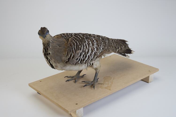 <em>Leipoa ocellata</em>, Malleefowl. [B 21692]