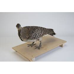 <em>Leipoa ocellata</em>, Malleefowl. [B 21692]