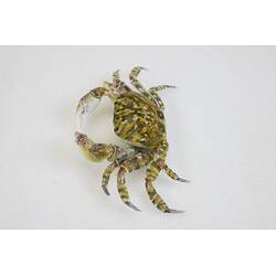 <em>Leptograpsodes octodentatus</em>, Burrowing Shore Crab. [J 24166]