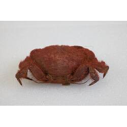 <em>Pilumnus tomentosus</em>, Common Hairy Crab. [J 38956]