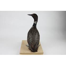 <em>Gavia immer</em>, Common Loon. [146]
