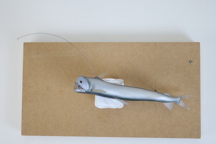 <em>Chauliodus sloani</em>, Sloane's Viperfish, model. [A 19400]