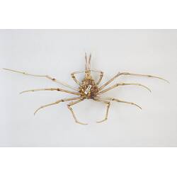 <em>Hyastenus diacanthus</em>, crab. [J 44705]