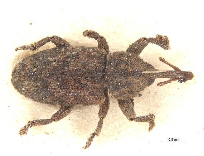 Dorsal view of pinned weevil specimen.