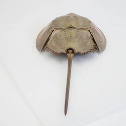 Family Limulidae, Horseshoe Crab. [J 76053]