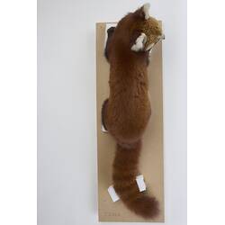 <em>Ailurus fulgens</em>, Himalayan Red Panda. [C 2568]