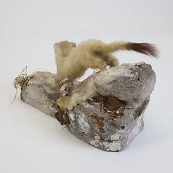 <em>Mustela erminea</em>, Ermine. [C 30004]