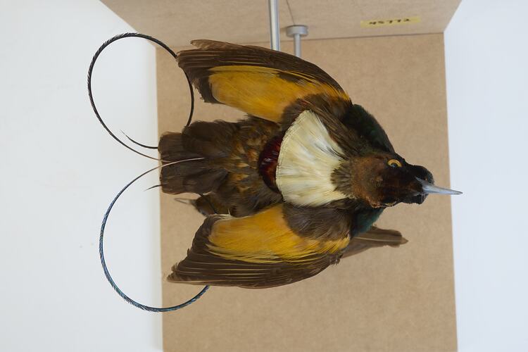 <em>Cicinnurus magnificus hunsteini</em>, Magnificent Bird-of-Paradise. [44825]
