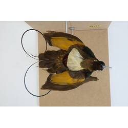 <em>Cicinnurus magnificus hunsteini</em>, Magnificent Bird-of-Paradise. [44825]