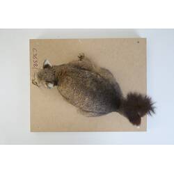 <em>Trichosurus vulpecula</em>, Common Brush-tailed Possum. [C 36381]