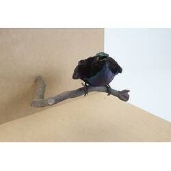 <em>Ptiloris magnificus alberti</em>, Magnificent Riflebird. [6060]