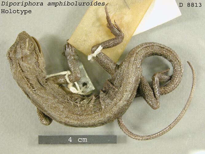 Dorsal view of lizard specimen with labels.