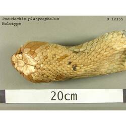 Detail of head of snake specimen, dorsal view.