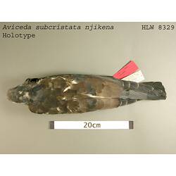 Dry bird skin specimen with labels.